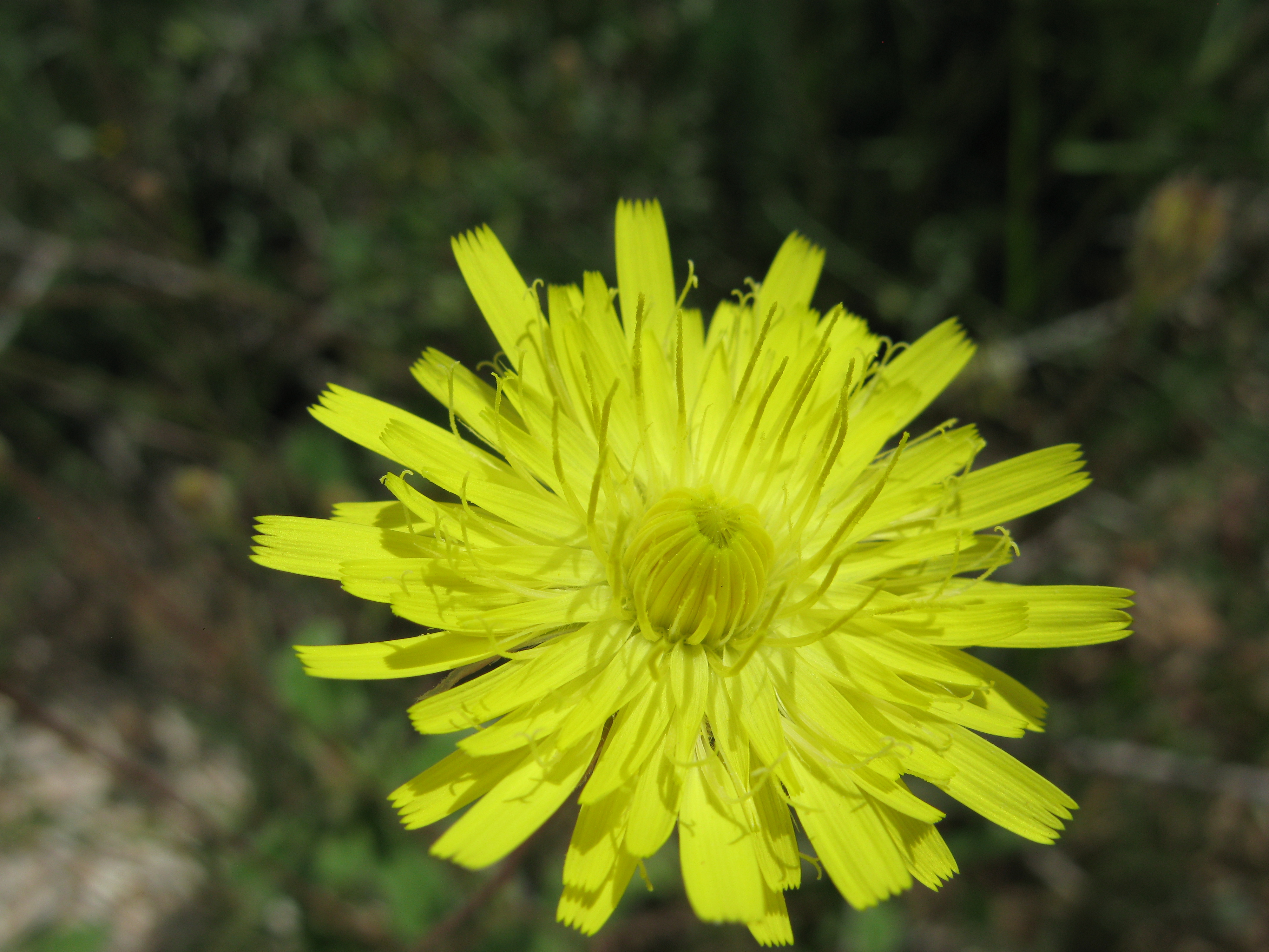 Εικόνα επιλογής