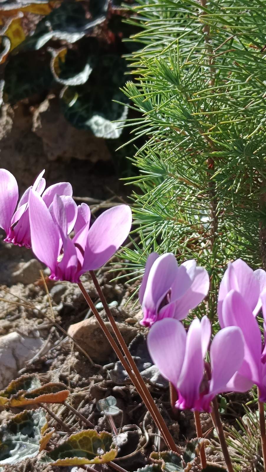 Εικόνα επιλογής