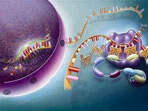 Εικόνα επιλογής