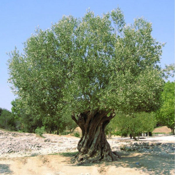 Μάθημα