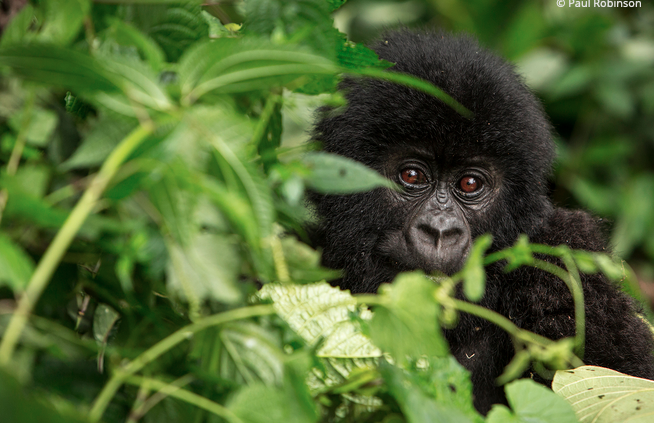 WWF LIVING PLANET 2022 REPORT