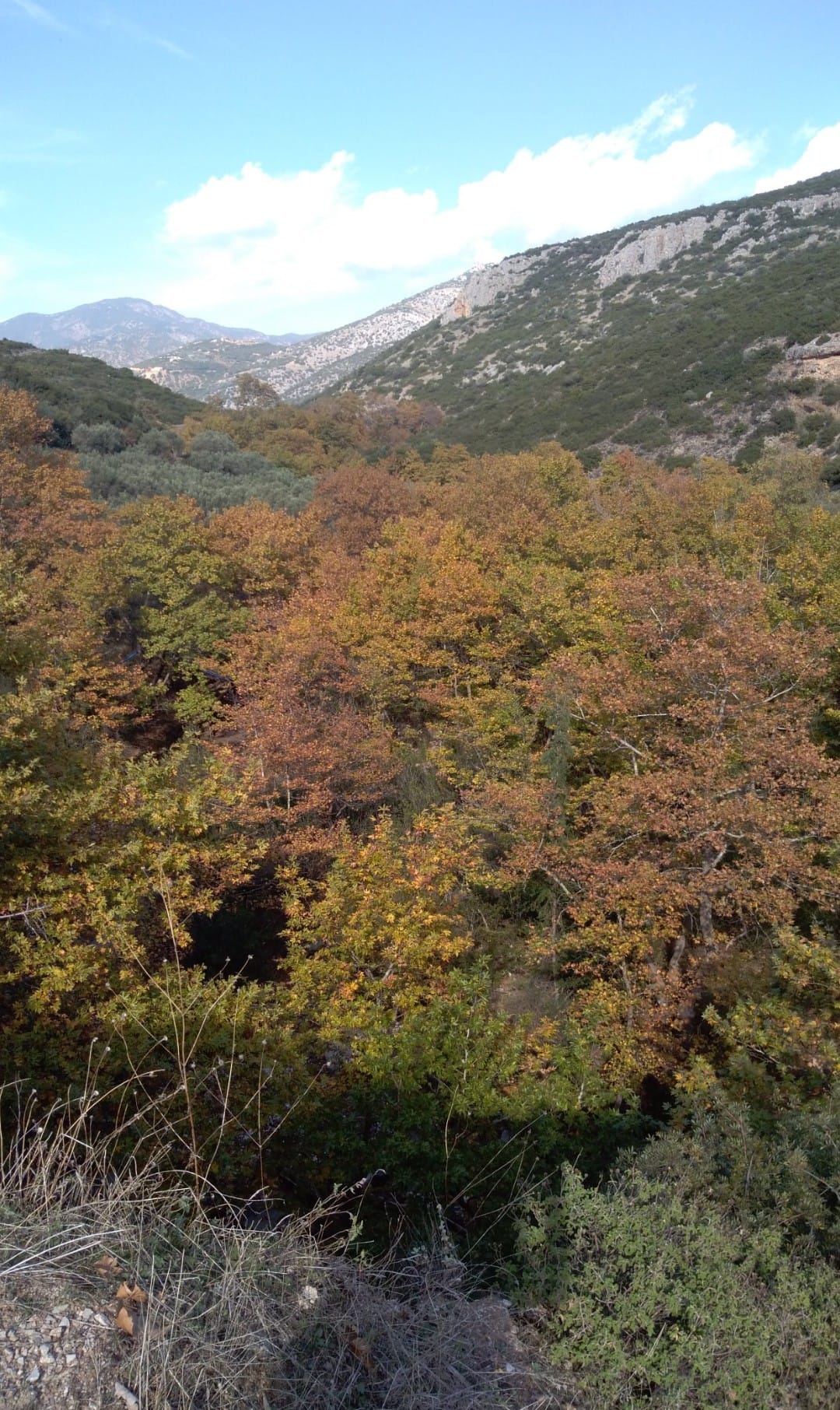 ΞΗΡΙΑΣ ΛΑΜΙΑΣ