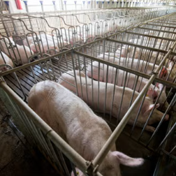 animals in captivity